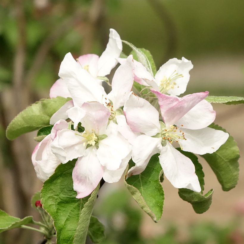 Pommier Granny Smith (Flowering)