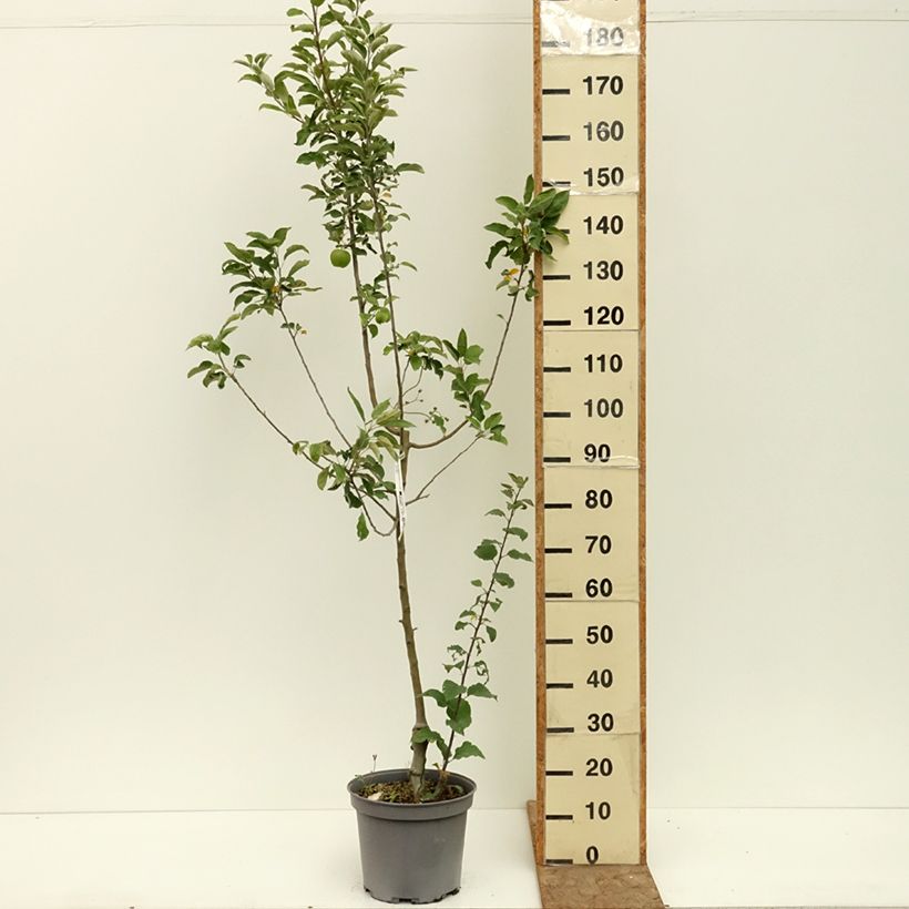 Spécimen de Pommier Granny Smith Pot de 7,5L/10L, Gobelet tel que livré en été