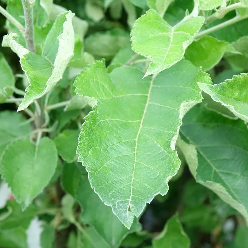 Pommier Gravenstein (Foliage)