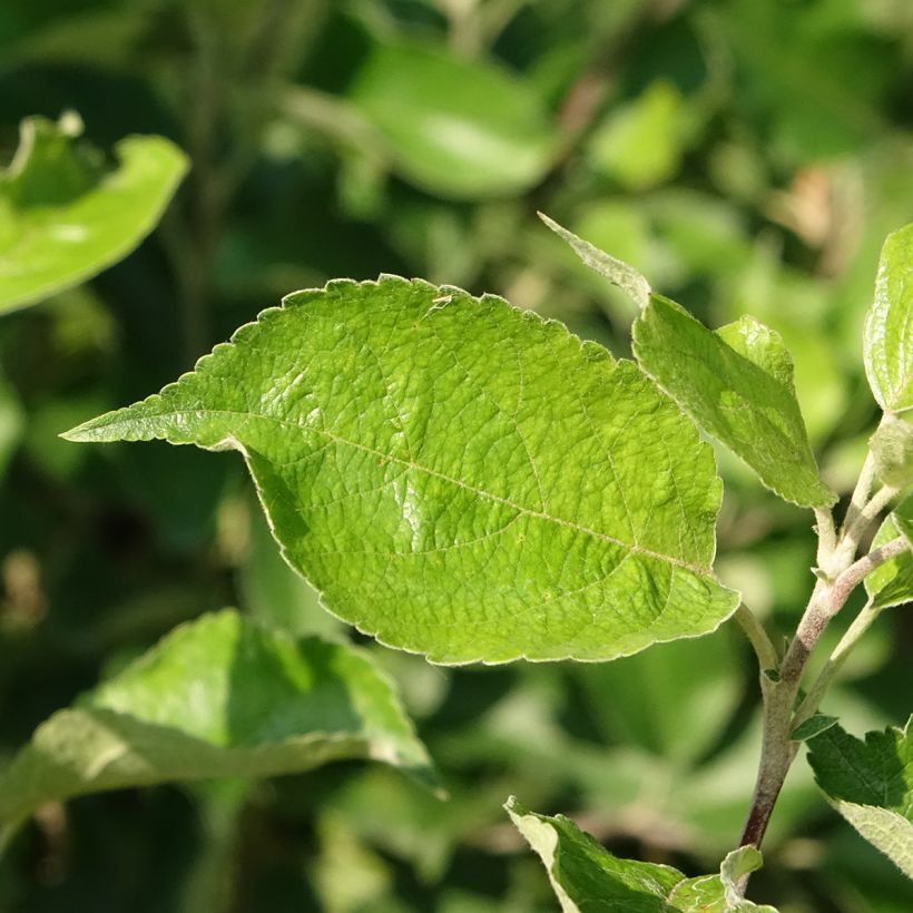 Pommier Harmonie - Georges Delbard (Feuillage)