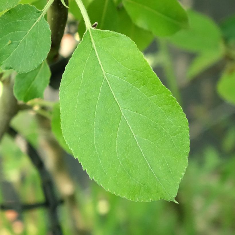 Pommier Jacques Lebel (Foliage)