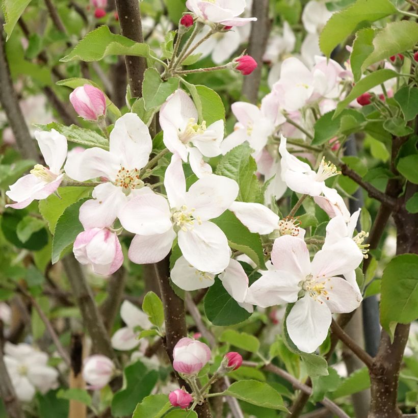 Pommier Jonagold (Flowering)