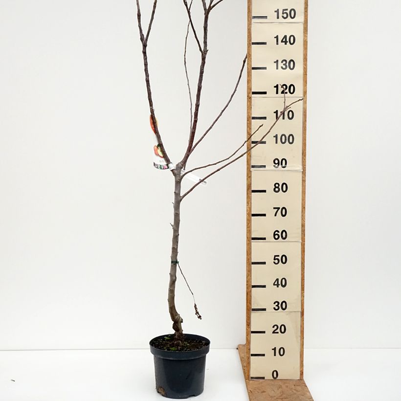 Spécimen de Pommier Jonagold Pot de 7,5L/10L, Gobelet tel que livré en automne