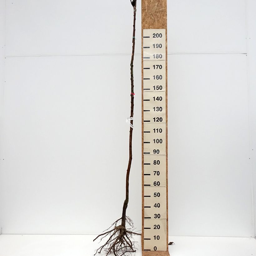 Spécimen de Pommier Jonathan Racines nues, Haute-Tige tel que livré en hiver