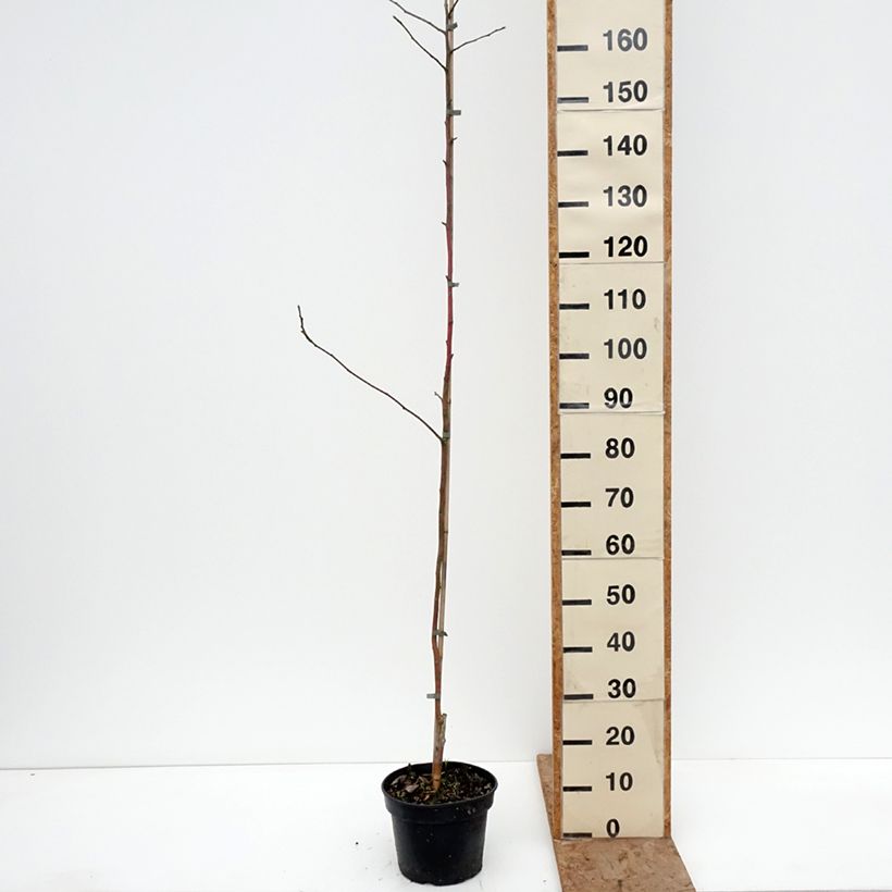 Spécimen de Pommier Kantówka Gdańska Pot de 4L/5L, Scion tel que livré en hiver