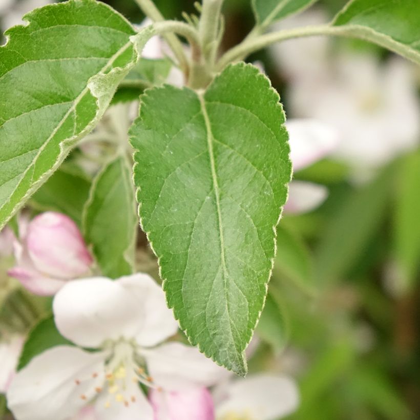 Pommier Karneval (Feuillage)