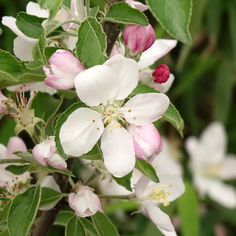 Pommier Karneval (Floraison)