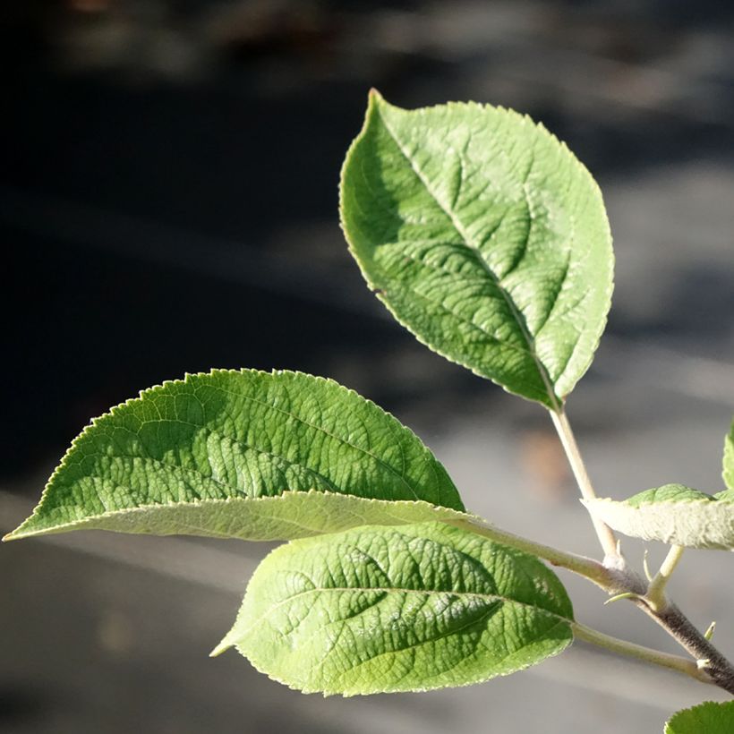 Pommier Kosztela (Feuillage)