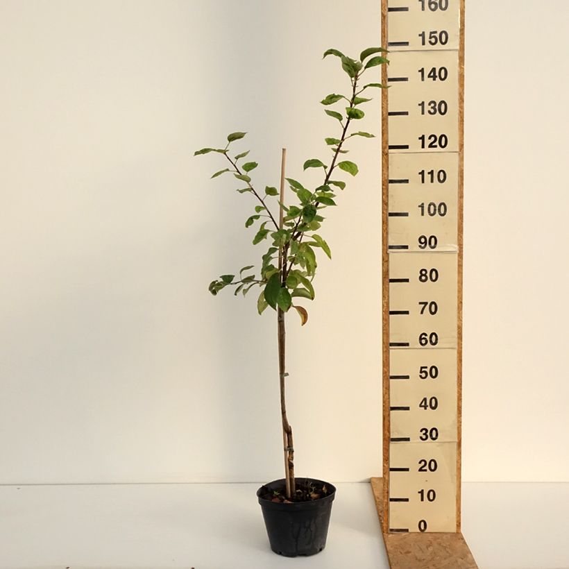 Spécimen de Pommier Kosztela Pot de 4L/5L, Scion tel que livré en été