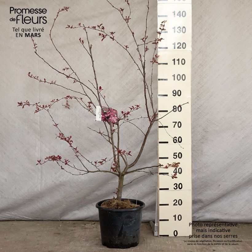 Example of Pommier d'ornement - Malus Diable Rouge Pot de 12L/15L as you get in printemps