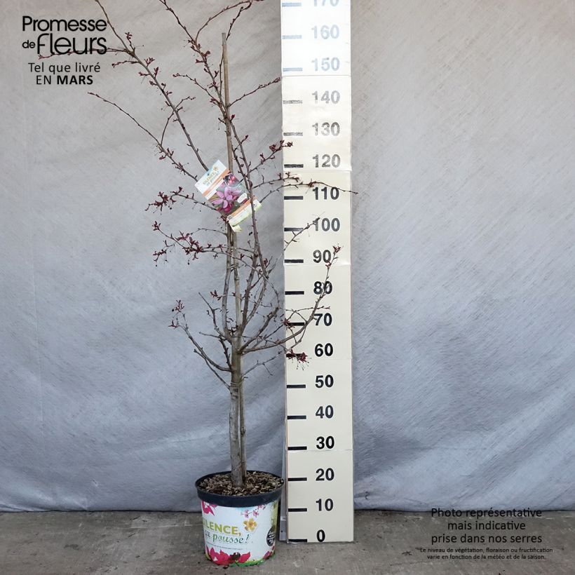 Example of Pommier d'ornement - Malus Diable Rouge Pot de 7,5L/10L, Quenouille as you get in printemps