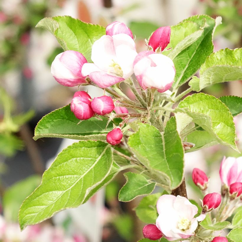 Pommier - Malus domestica Braeburn (Flowering)