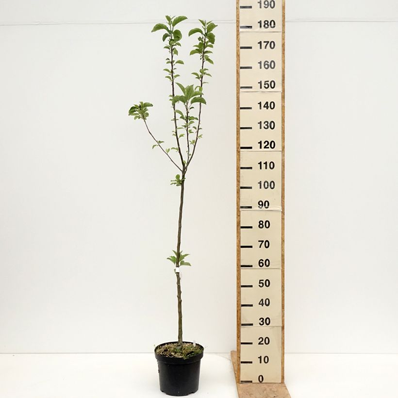 Example of Pommier - Malus domestica Braeburn Pot de 7,5L/10L, Scion as you get in printemps