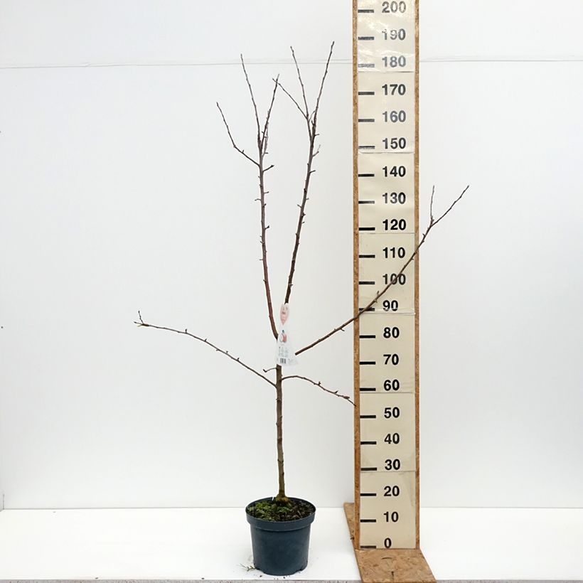 Spécimen de Pommier - Malus domestica Braeburn Pot de 7,5L/10L, Gobelet tel que livré en automne
