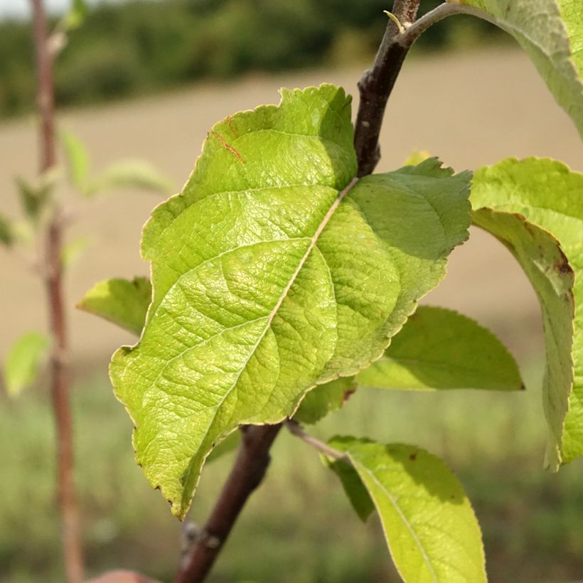 Pommier - Malus domestica Braeburn (Foliage)