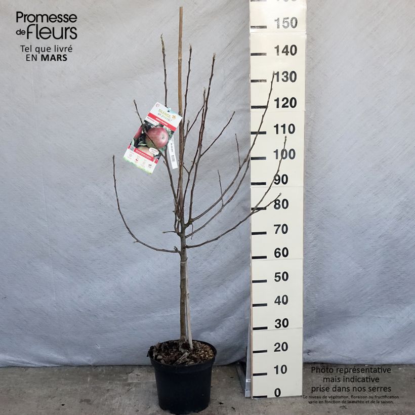 Spécimen de Pommier Idared - Malus domestica Pot de 7,5L/10L, Gobelet tel que livré au printemps