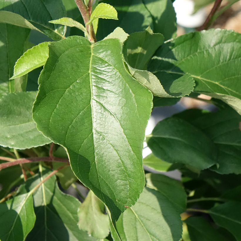 Pommier nain autofertile Fruit Me Apple Me Yellow Golden (Feuillage)