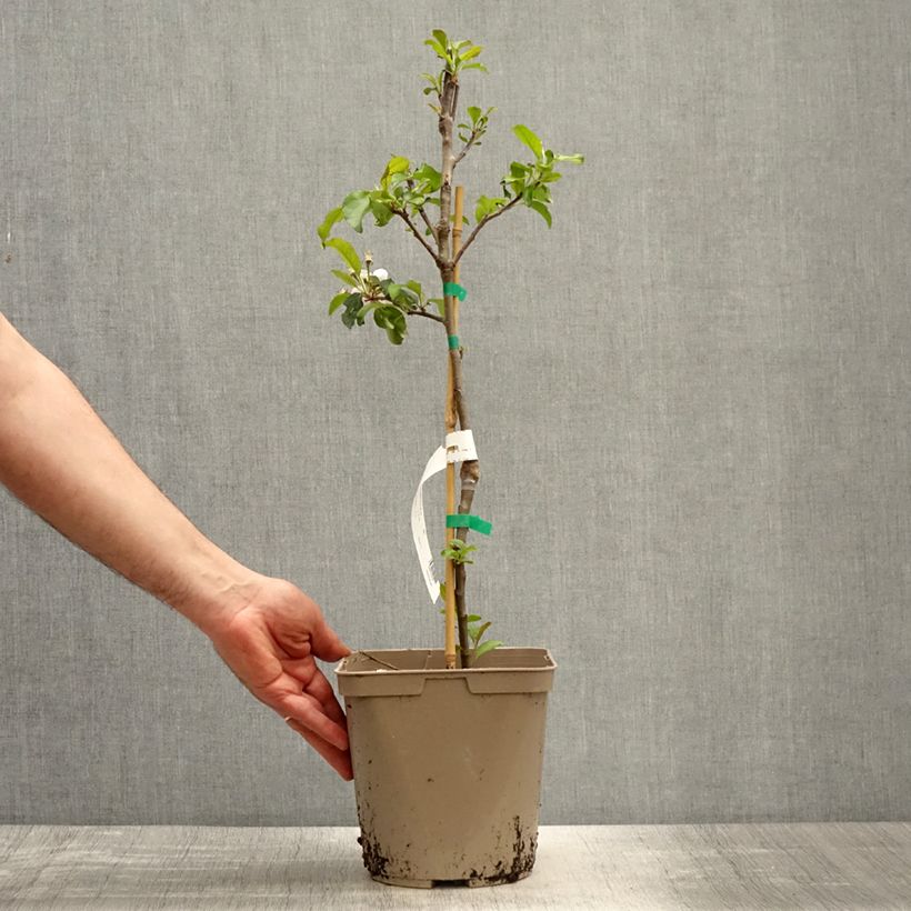 Spécimen de Pommier nain Fruit Me Apple Me Red Gala  Pot de 4L/5L, Nain tel que livré au printemps