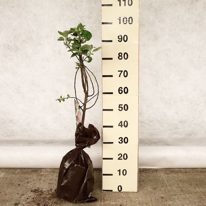 Spécimen de Pommier Rambour d'Hiver  Motte "Prêt-à-planter", Gobelet tel que livré au printemps