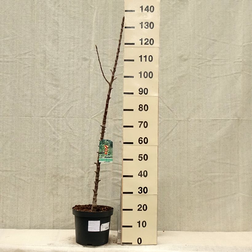 Example of Pommier colonnaire Red Sensation Pot de 4L/5L, Colonnaire as you get in printemps