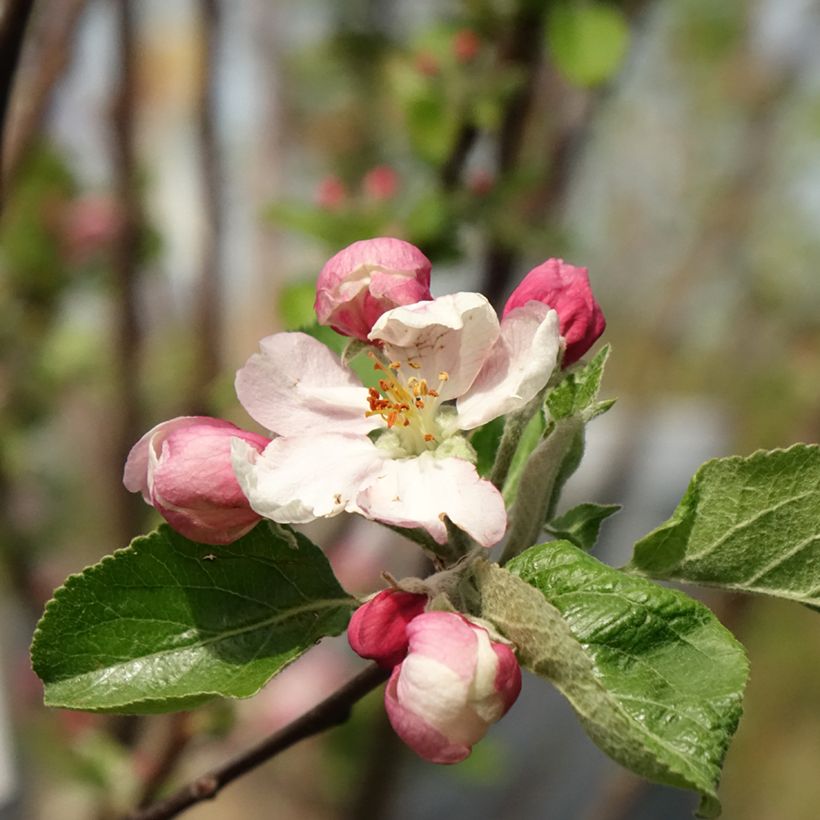 Pommier Reinette Clochard (Flowering)