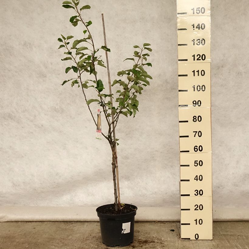 Spécimen de Pommier Reinette de Brive Pot de 7,5L/10L, Gobelet tel que livré en été
