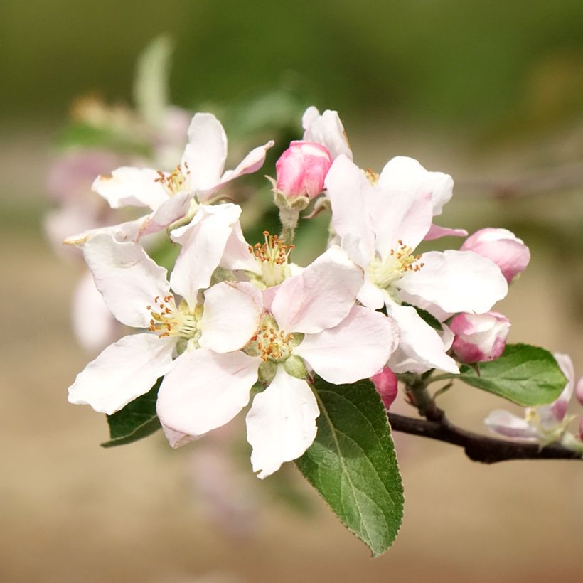 Pommier Reinette de Caux (Floraison)