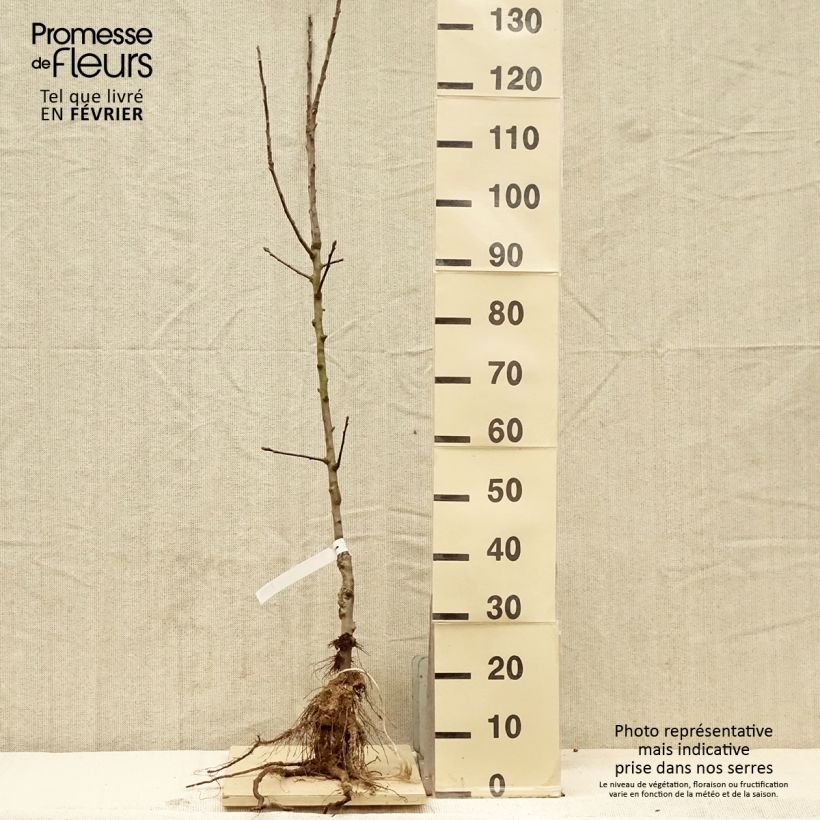 Spécimen de Pommier Reinette De France Racines nues, Gobelet tel que livré en hiver