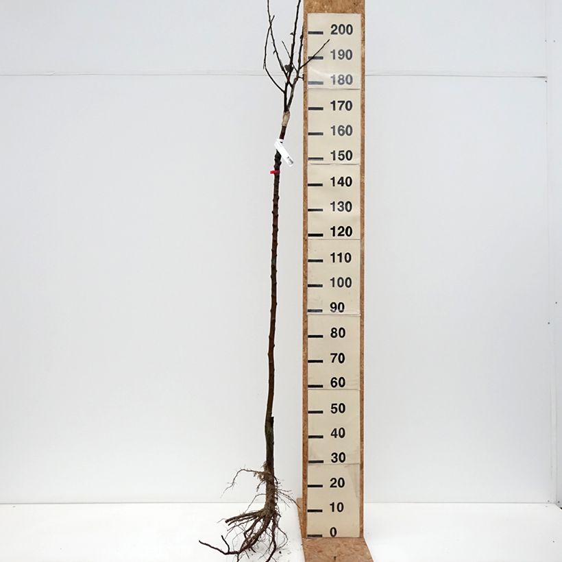 Spécimen de Pommier Reinette De France Racines nues, Demi-Tige tel que livré en hiver