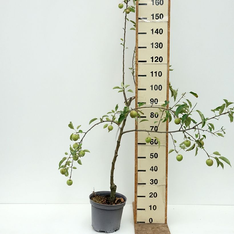 Spécimen de Pommier Reinette du Mans Pot de 7,5L/10L, Gobelet tel que livré en été