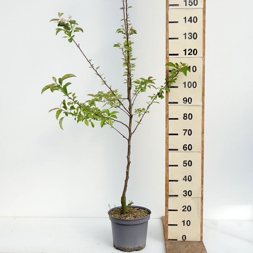 Spécimen de Pommier Reinette du Mans Pot de 7,5L/10L, Gobelet tel que livré au printemps