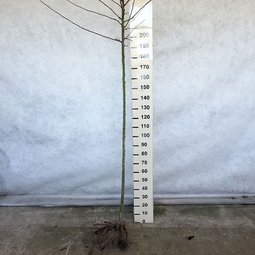 Spécimen de Pommier Reinette Etoilée - Sterappel Racines nues, Haute-Tige tel que livré en hiver