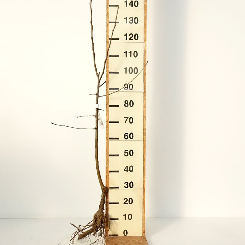 Spécimen de Pommier Reinette Etoilée - Sterappel Racines nues, Gobelet tel que livré en hiver