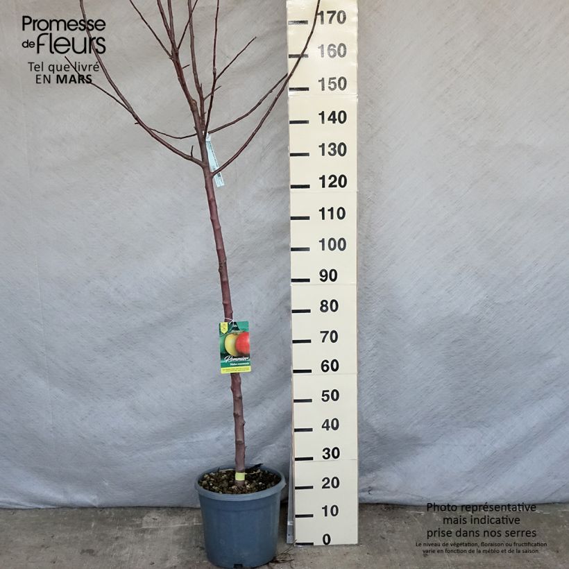 Spécimen de Pommier Reinette grise du Canada Pot de 7,5L/10L, Demi-Tige tel que livré au printemps