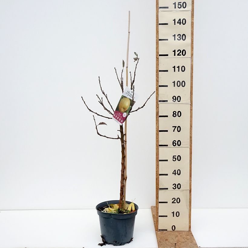 Spécimen de Pommier Reinette grise du Canada Pot de 7,5L/10L, Gobelet tel que livré en automne