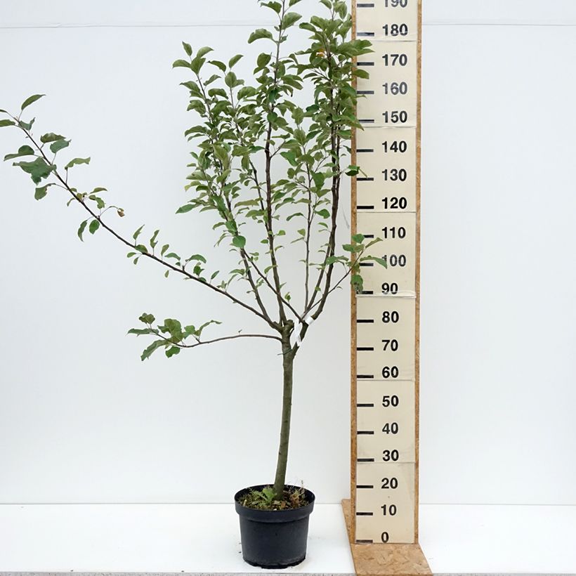 Spécimen de Pommier Reinette grise du Canada Pot de 7,5L/10L, Gobelet tel que livré en été