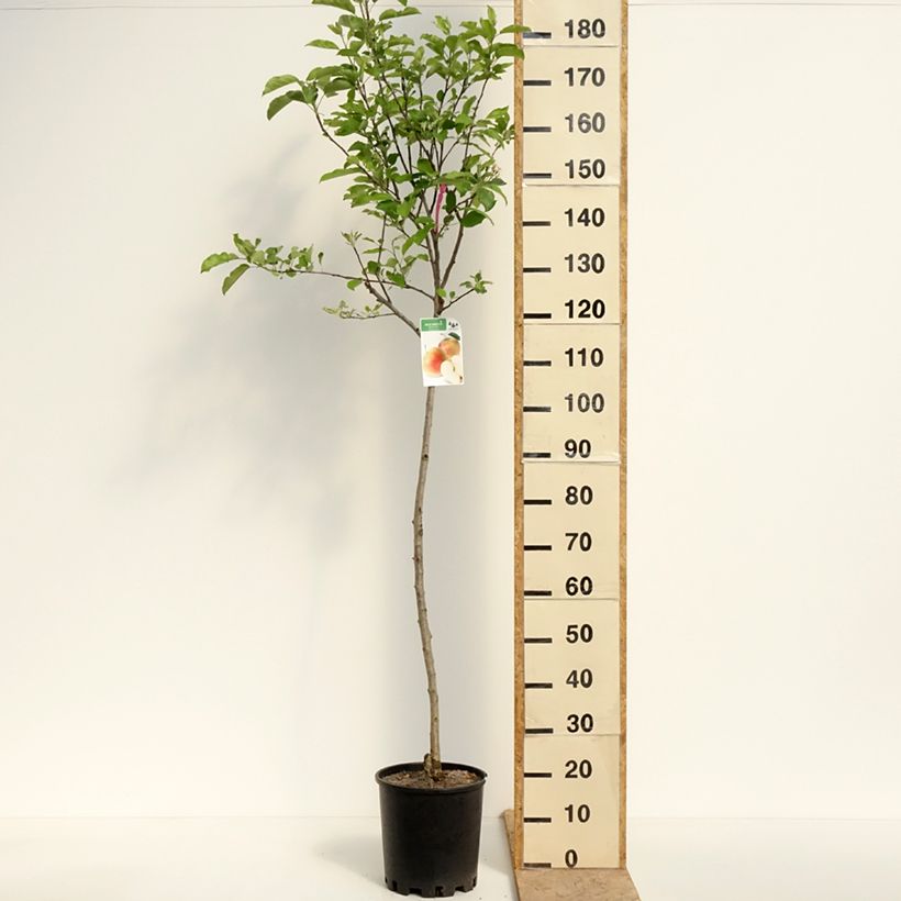 Example of Pommier Royal Gala Pot de 7,5L/10L, Demi-Tige as you get in printemps