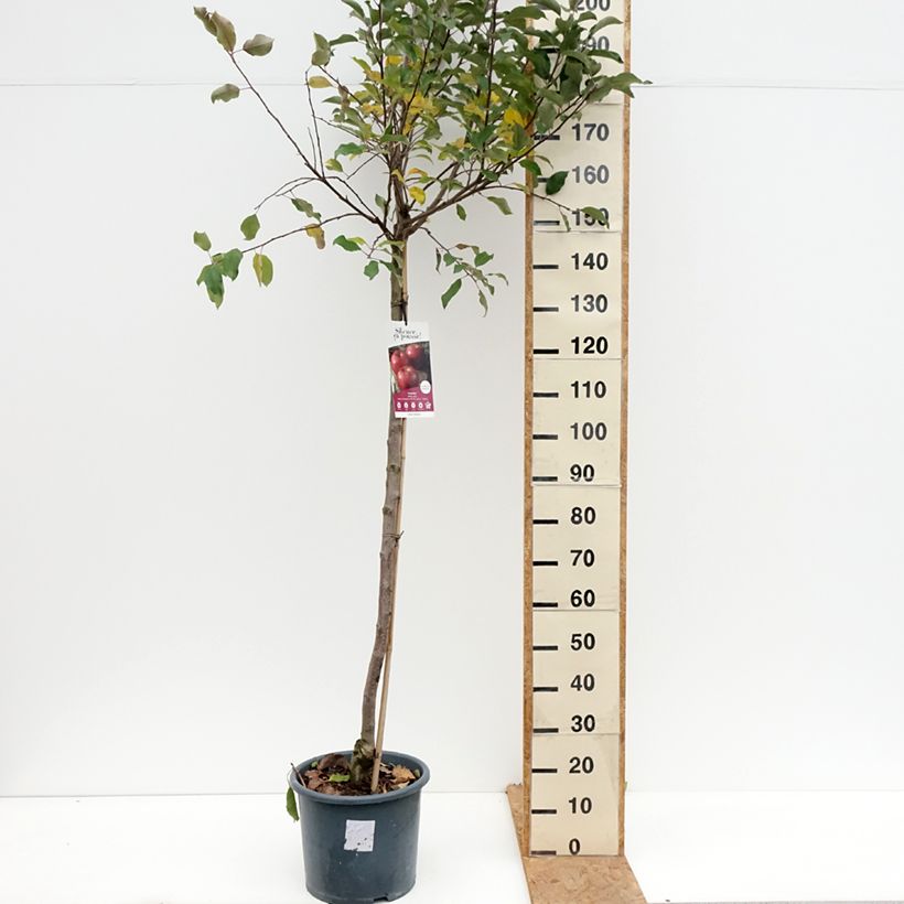 Spécimen de Pommier Royal Gala Pot de 7,5L/10L, Demi-Tige tel que livré en automne
