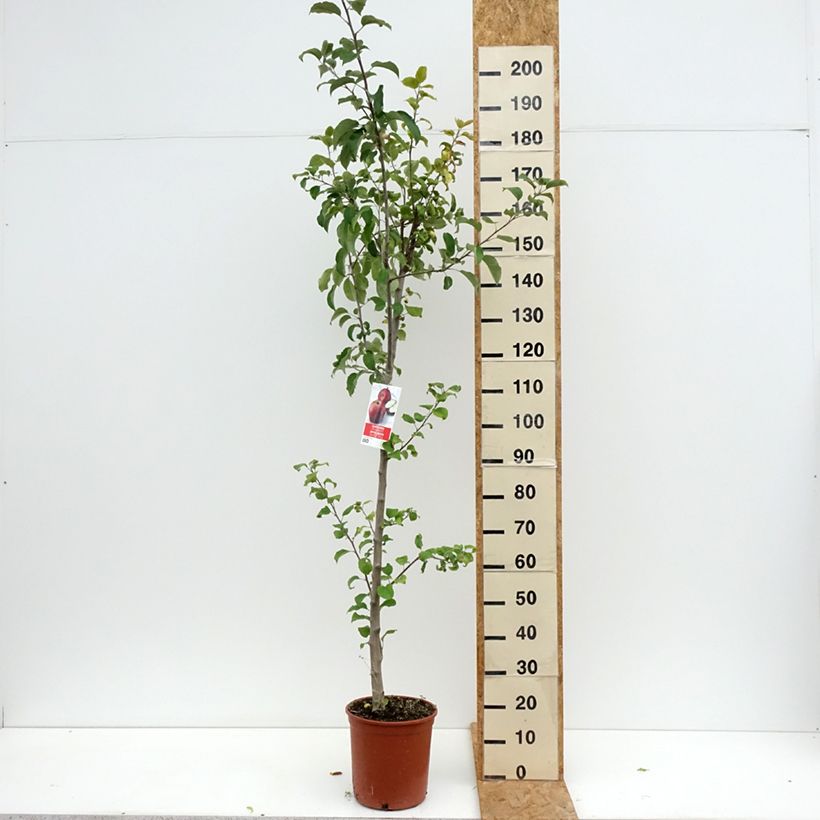 Spécimen de Pommier Starking Delicious Pot de 7,5L/10L, Demi-Tige tel que livré en été