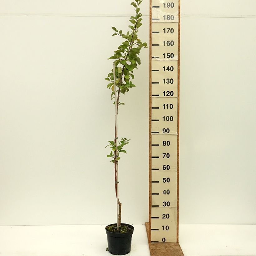 Spécimen de Pommier Truskawkowe Nietschnera Pot de 4L/5L, Scion tel que livré en été