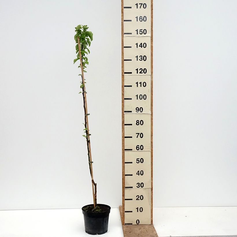 Spécimen de Pommier Truskawkowe Nietschnera Pot de 4L/5L, Scion tel que livré au printemps