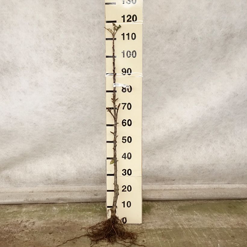 Spécimen de Pommier colonnaire Vaux Le Vicomte - Georges Delbard Racines nues, Colonnaire tel que livré en automne