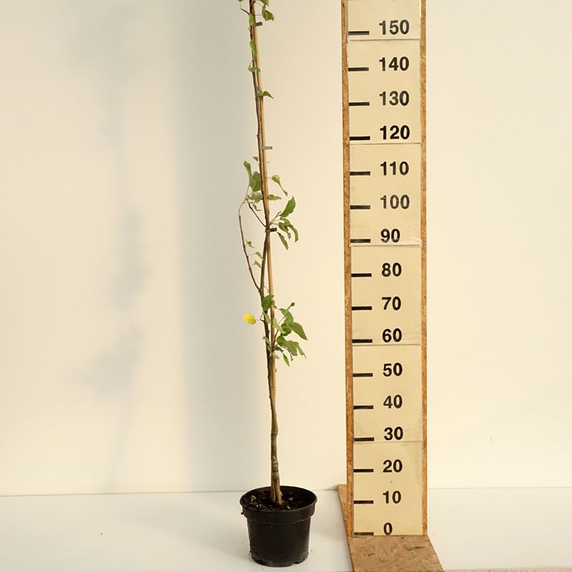 Spécimen de Pommier Złotka Kwidzyńska Pot de 4L/5L, Scion tel que livré en été