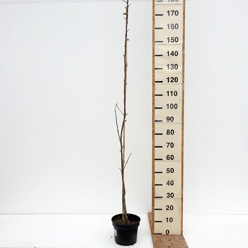 Spécimen de Pommier Złotka Kwidzyńska Pot de 4L/5L, Scion tel que livré en hiver