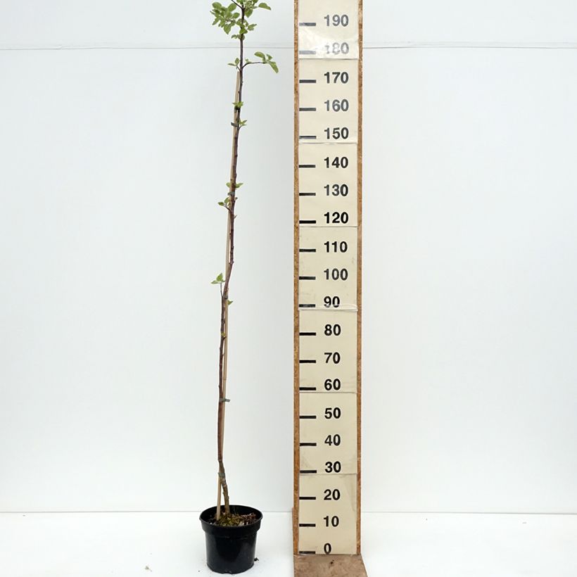 Spécimen de Pommier Złotka Kwidzyńska Pot de 4L/5L, Scion tel que livré au printemps