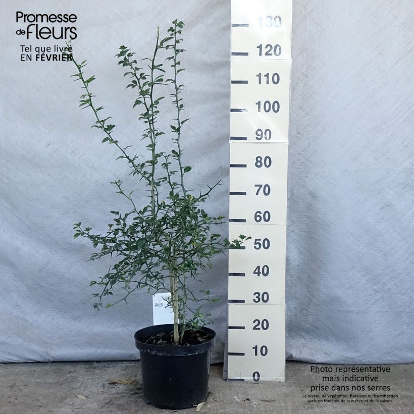 Example of Poncirus trifoliata - Citronnier épineux Pot de 7,5L/10L as you get in hiver