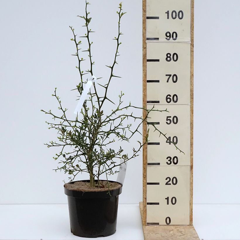 Example of Poncirus trifoliata Flying Dragon - Citronnier tortueux Pot de 2L/3L as you get in printemps