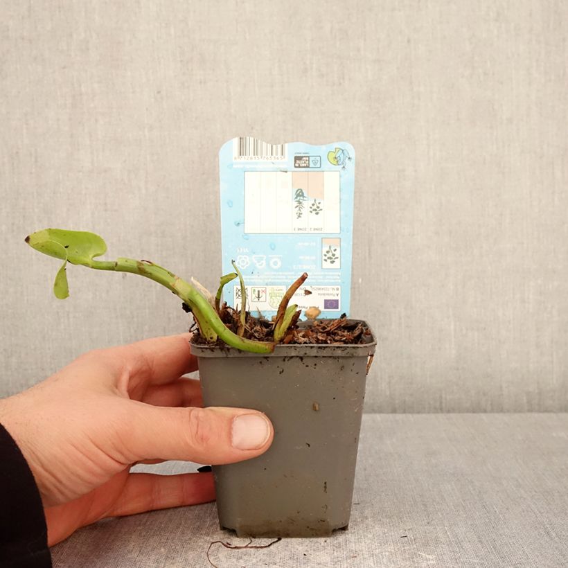 Spécimen de Pontederia cordata Pink Pons - Pontédérie à feuilles en cœur Godet de 8/9 cm tel que livré au printemps
