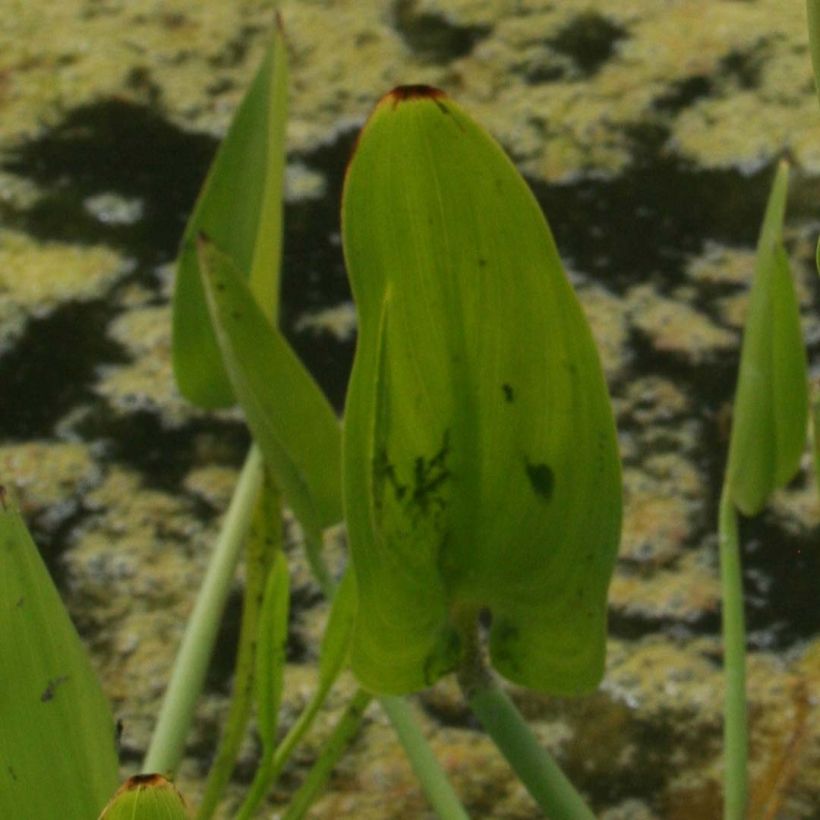 Pontederia cordata  White Pike - Pontédérie à feuilles en coeur (Feuillage)