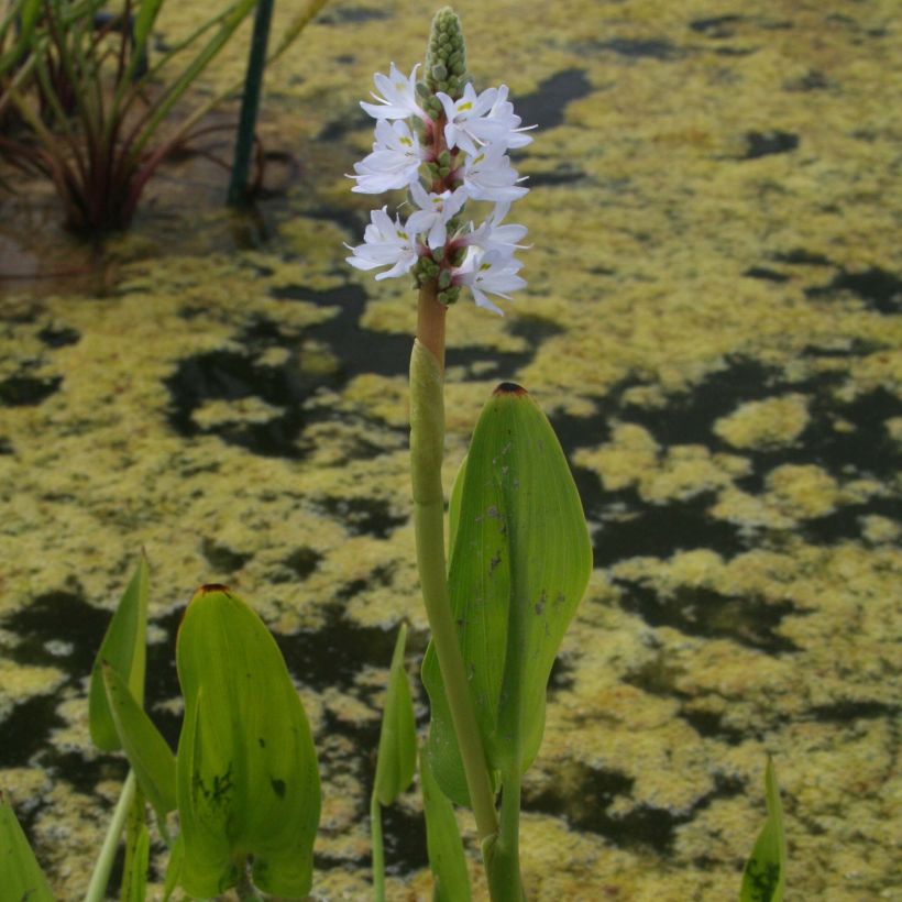 Pontederia cordata  White Pike - Pontédérie à feuilles en coeur (Floraison)